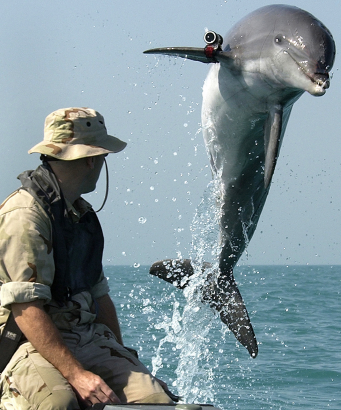A dolphin working as a mine detector