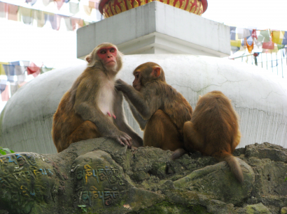 Rhesus monkeys, the best-known of the macaques