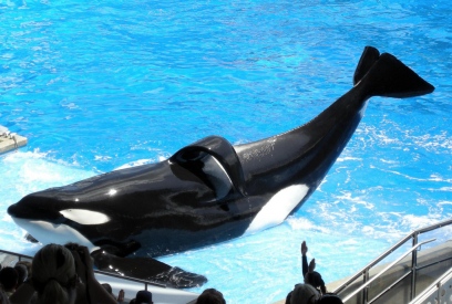 Tilikum is a bull killer whale (orca) who killed his trainer 